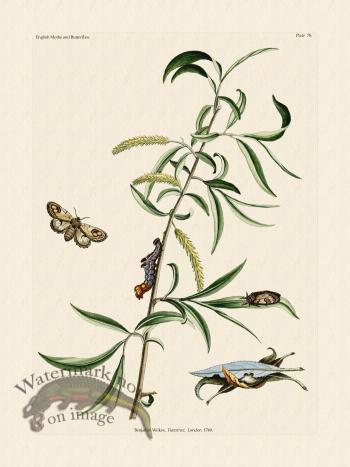 Wilkes Butterflies 078